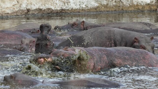 A massive aggresive hippopotamus surges through crowded river shallows with scarred skin glistening in water - Masai Mara National Reserve, Kenya | African safari wildlife nature documentary 4K B-roll