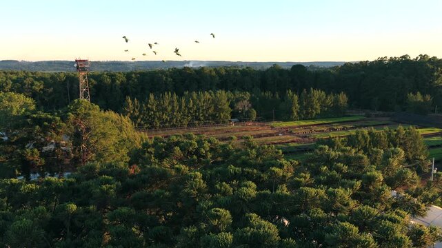Pine seedling nursery spreads among mature pine trees with forest watchtower, production rows and security observation structure, drone aerial flyover
