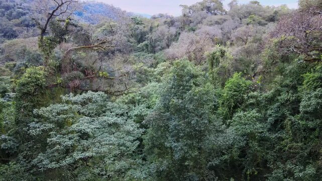 A gently moving wide shot crosses dense subtropical foliage and pale leaf-sparse trees on a Jujuy mountain slope, capturing layered canopy and Yungas plant diversity.
