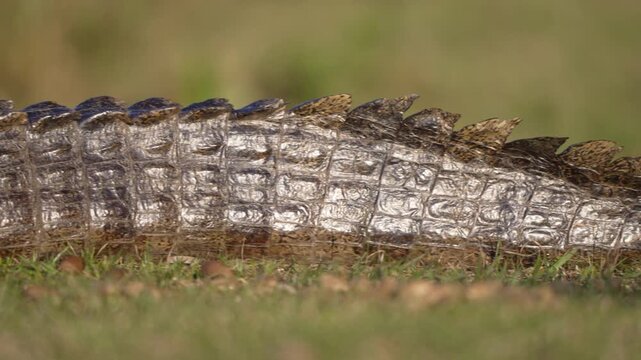 A yacare caiman rests in marsh grass as a close view follows its ridged back, patterned scales, and raised tail scutes.