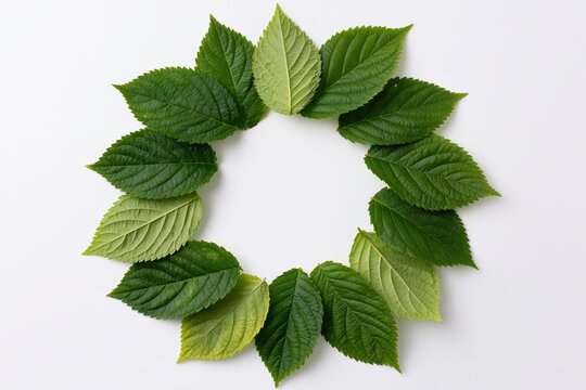 The Green Leaf Wreath Circular Ring For Natural Minimalist Home Decor