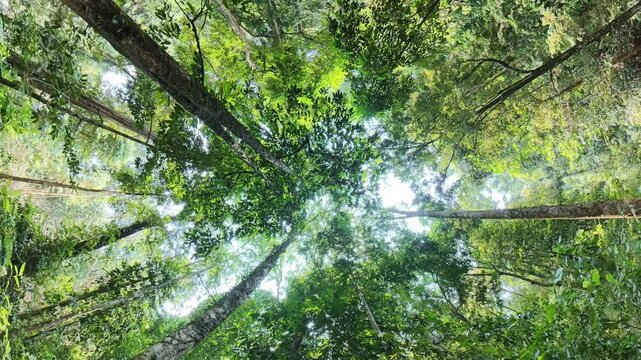 Towering trees arch upward toward a bright sky. Dense canopy filters sunlight into dappled beams
