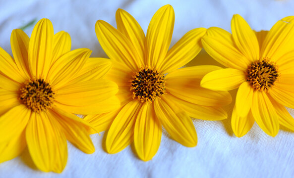 Fiori di Topinambur su fondo bianco
