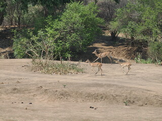 impala leaping in the savannah © Jennifer de Montfort