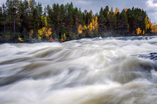 Storforsen, a powerful stretch of the Pite River in northern Sweden, surging past autumn colored trees and evergreen forest, creating a dramatic wilderness landscape for visitors