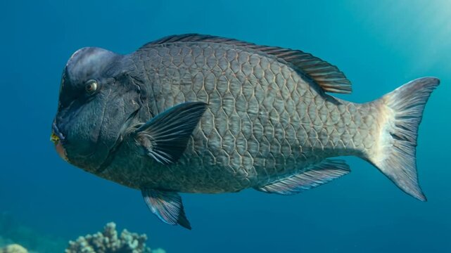 umphead parrotfish underwater at morning light close up in great barrier reef australia video