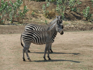 zebra in the flood palins of the Zambezi © Jennifer de Montfort
