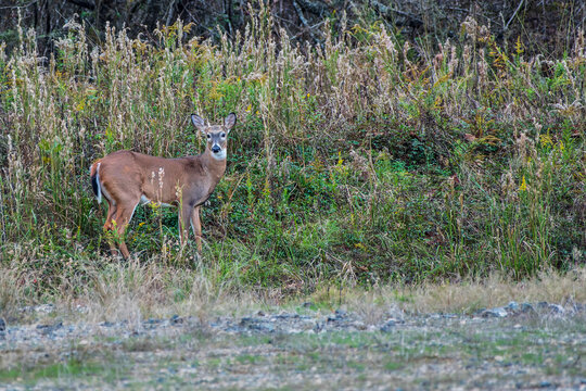 Young White-Tailed Deer Buck Standing in Tall Grass