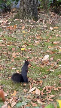 squirrel in the wild