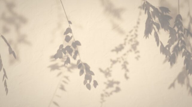Soft leaf shadows sweeping across textured white plaster wall in warm sunlight