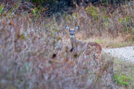 Young White-tailed Deer Standing Near Edge of Gravel Road