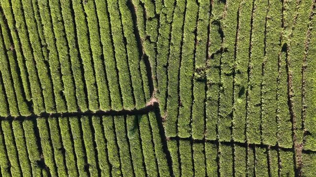 Top down drone shot of orderly green tea rows at Kertowono plantation