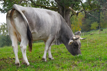 Gray cow of breed Rätisches Grauvieh grazing on meadow on an autumn noon at Swiss city of Zürich. Photo taken October 20th, 2026, Zurich Schwamendingen, Switzerland. © Michael Derrer Fuchs