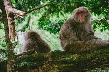 mother and baby monkeys in Kamikochi  © Hua Miao