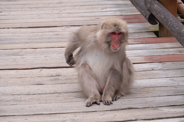 japanese monkeys in Kamikochi  © Hua Miao