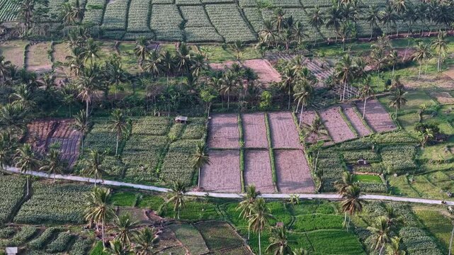 Aerial view of tropical farmland with palm trees and patchwork rice paddies in Candipuro.