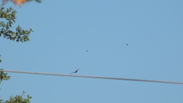 Panning shot of a large osprey flying high across a clear sky while being mobbed and followed by smaller blackbirds on a summer day.