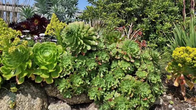 Horizontal pan shot across lush diverse collection of green and yellow flowering Aeonium succulents in park. Desert landscaping and waterwise gardening.