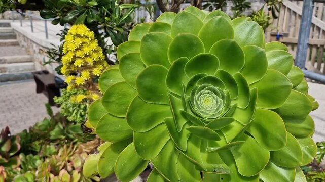 Camera zooming into symmetrical geometric spiral center of green giant Aeonium rosette. Sacred botanical geometry, Fibonacci spiral, and biophilic pattern.