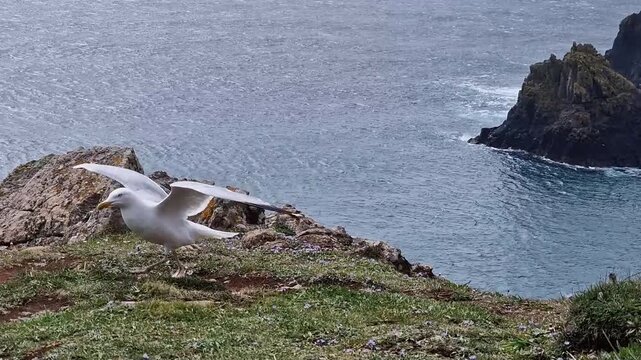 White seagull flapping open wings and hopping eagerly forward on coastal rocks anticipating food. Waterbird appetite and wildlife begging behavior.