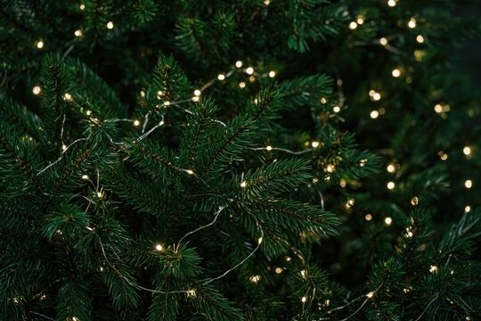Dark green fir branches with tiny fairy lights, natural festive texture