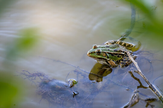 Green Frog Resting in Pond Water