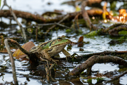 Green Frog Resting in Pond Water