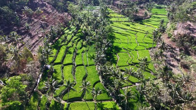 Lush green rice paddies curve through rolling hills. Palm trees dot terraced fields at Ngajum, Malang