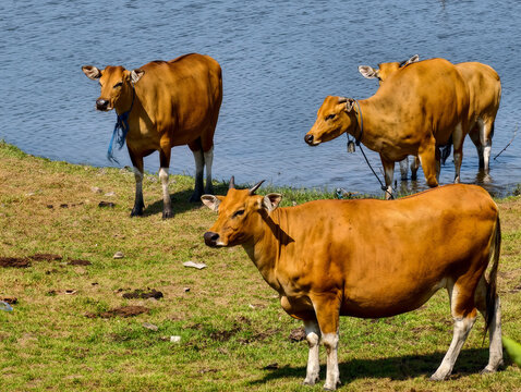 Brown cows standing on green grass field near water in countryside pasture