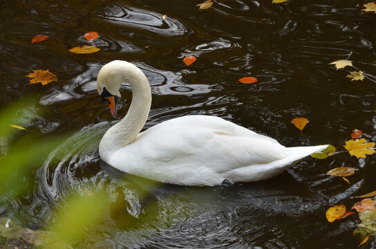 Portrait of graseful white swan(cygnus olor)  in a water on autumn pond with fallen leaves. Nature, mute swan, autumn, fall leaves, birdwatching, fauna, wildlife protection.