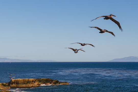 Brown pelicans flying in formation over the Pacific Ocean along the California coastline
