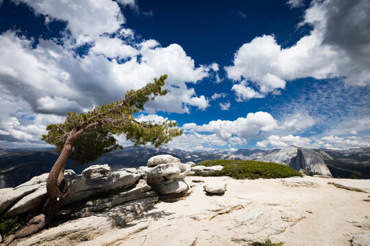 Pine tree on Sentinel Dome summit overlooking Half Dome in Yosemite National Park