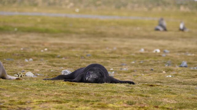 A southern elephant seal pup lies facing the camera with its front flippers spread on a grassy plain in South Georgia, with other seals farther behind.
