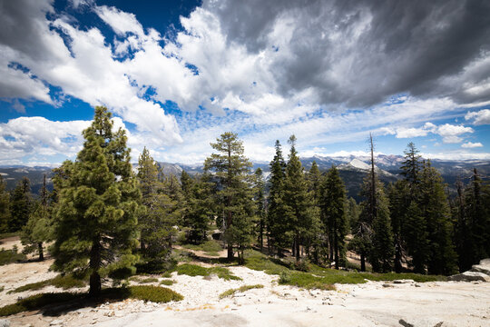 Pine Trees And Sierra Nevada Mountain Range Along Sentinel Dome Trail Yosemite