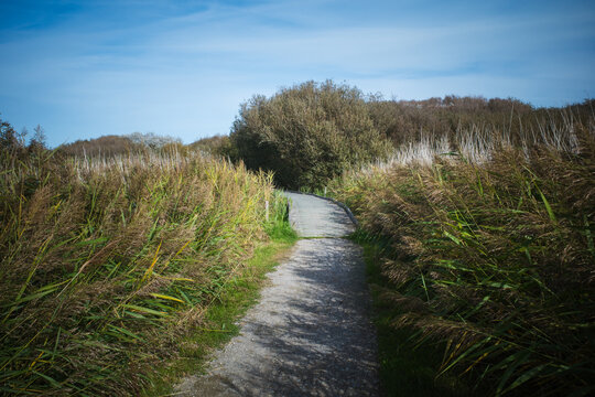 Chemin dans un parc