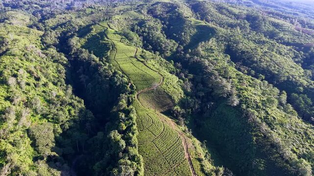 Sun drenched mountain valley completely filled with thick, manicured tea shrubs at the Kertowono agricultural reserve.