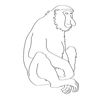 Proboscis Monkey Bekantan Line Art Outline Drawing Animal Illustration