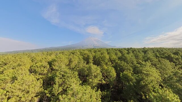 Drone fisheye panorama of pine canopy with Mount Semeru volcano under clear blue sky.