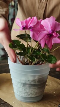 Vertical video. Replanting blooming pink cyclamen into pot filled with foam glass. Home gardening