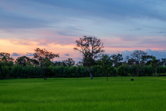 Rice Field in Thung Kula Ronghai, Roi Et Province Thailand.