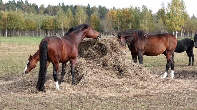 horses feed near large hay stack in green rural meadow on equestrian ranch life setting during daytime with animals grazing peaceful countryside outdoors under natural daylight