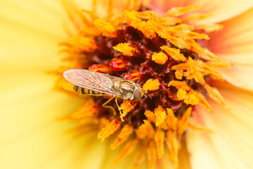 hoverfly on yellow flower © Rich