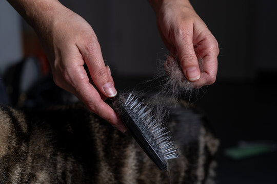 A woman brushing a cat with a ball of cat hair in her hand