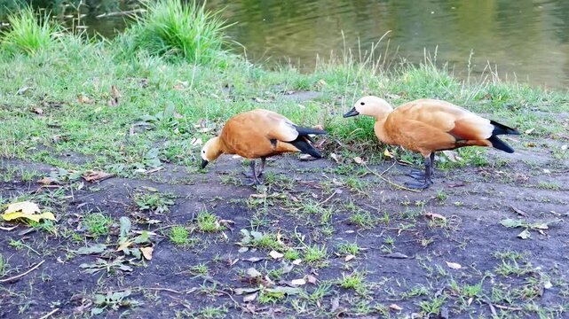 Two ruddy shelducks walk and forage on the grassy muddy shore of a pond.