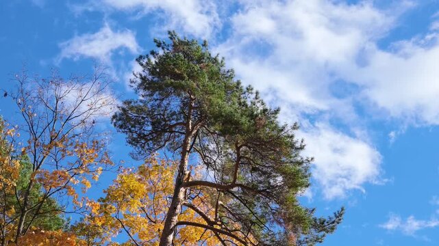 Tall pine with an orange trunk rises among golden maple foliage under cloudy blue sky.