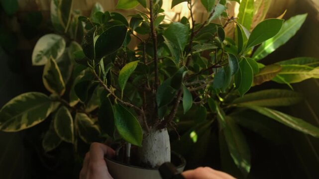 Person spraying ficus ginseng or ficus microcarpa houseplant. Home gardening.