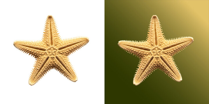 A detailed, textured golden starfish with five arms, isolated on a white background, showcasing intricate surface patterns and natural form