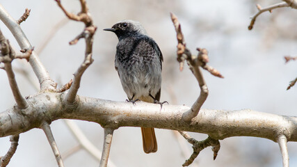 bird on a branch © lazalnik
