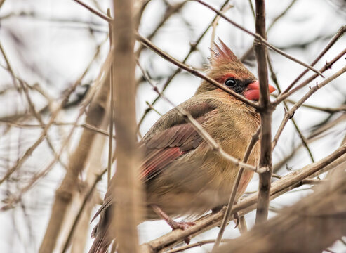 Cardinal in Bare Tree