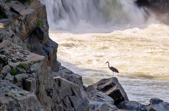 Heron at Great Falls